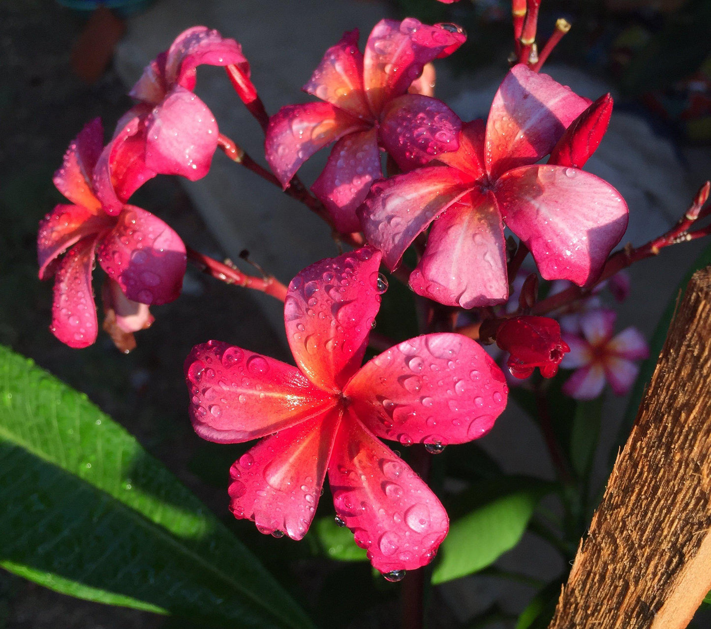 Pink Plumeria - Amaria Studio