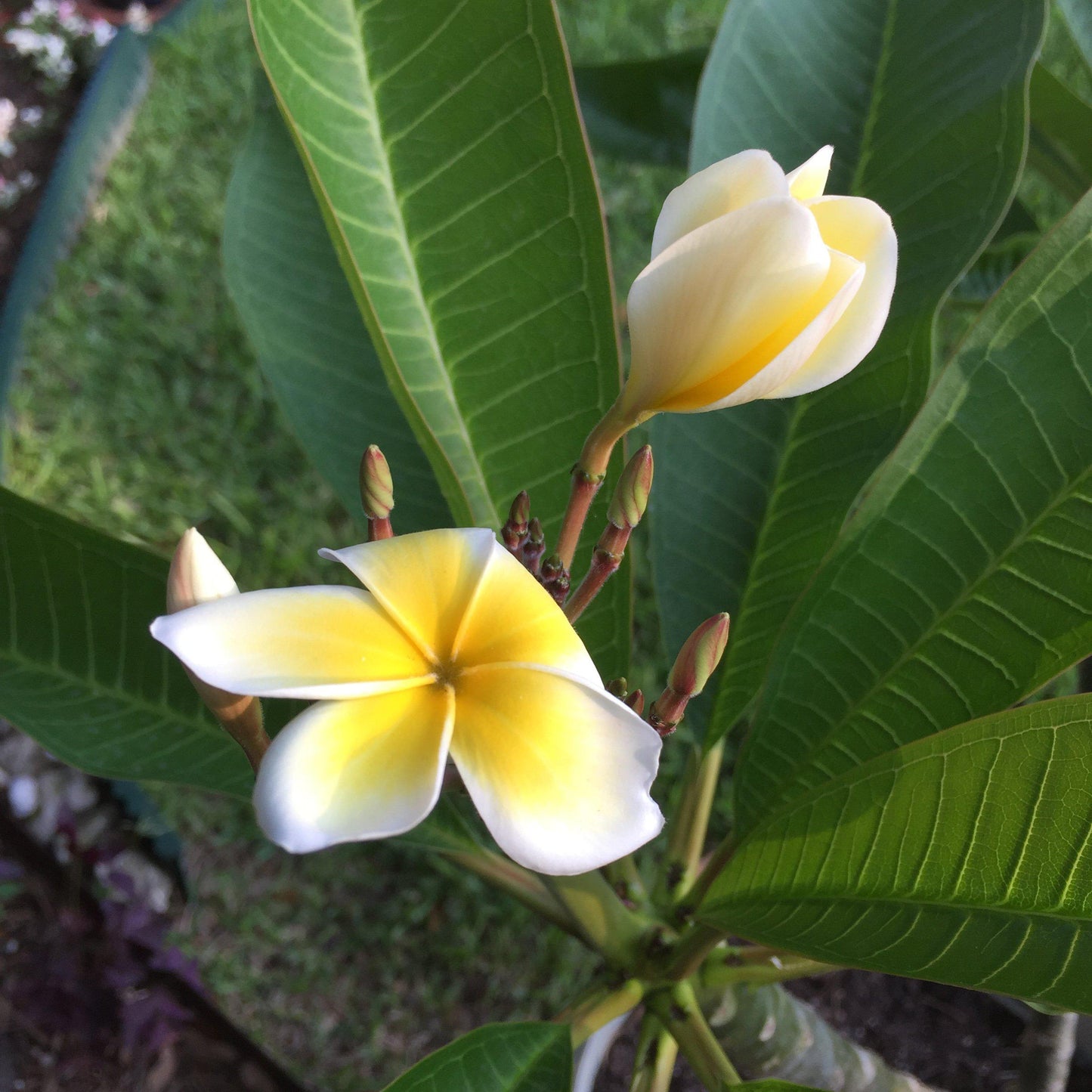 White Plumeria Painting - Amaria Studio