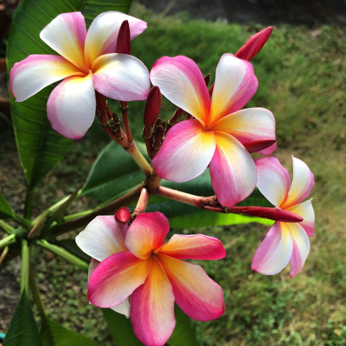 Pink & White Plumeria Painting - Amaria Studio
