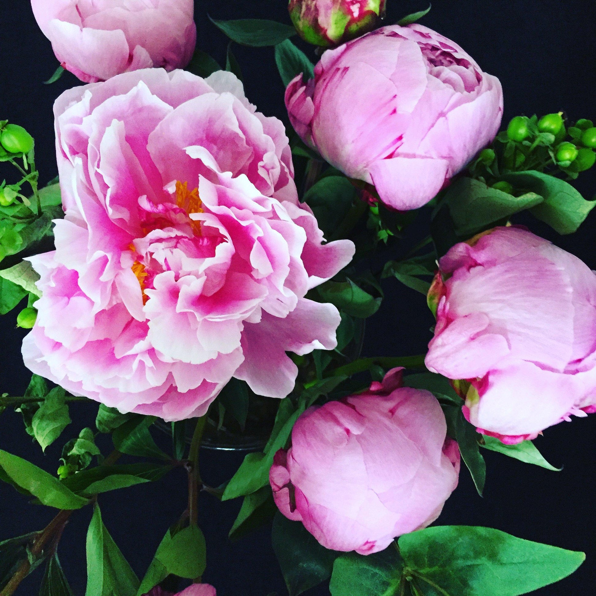 Peonies earrings - Amaria Studio