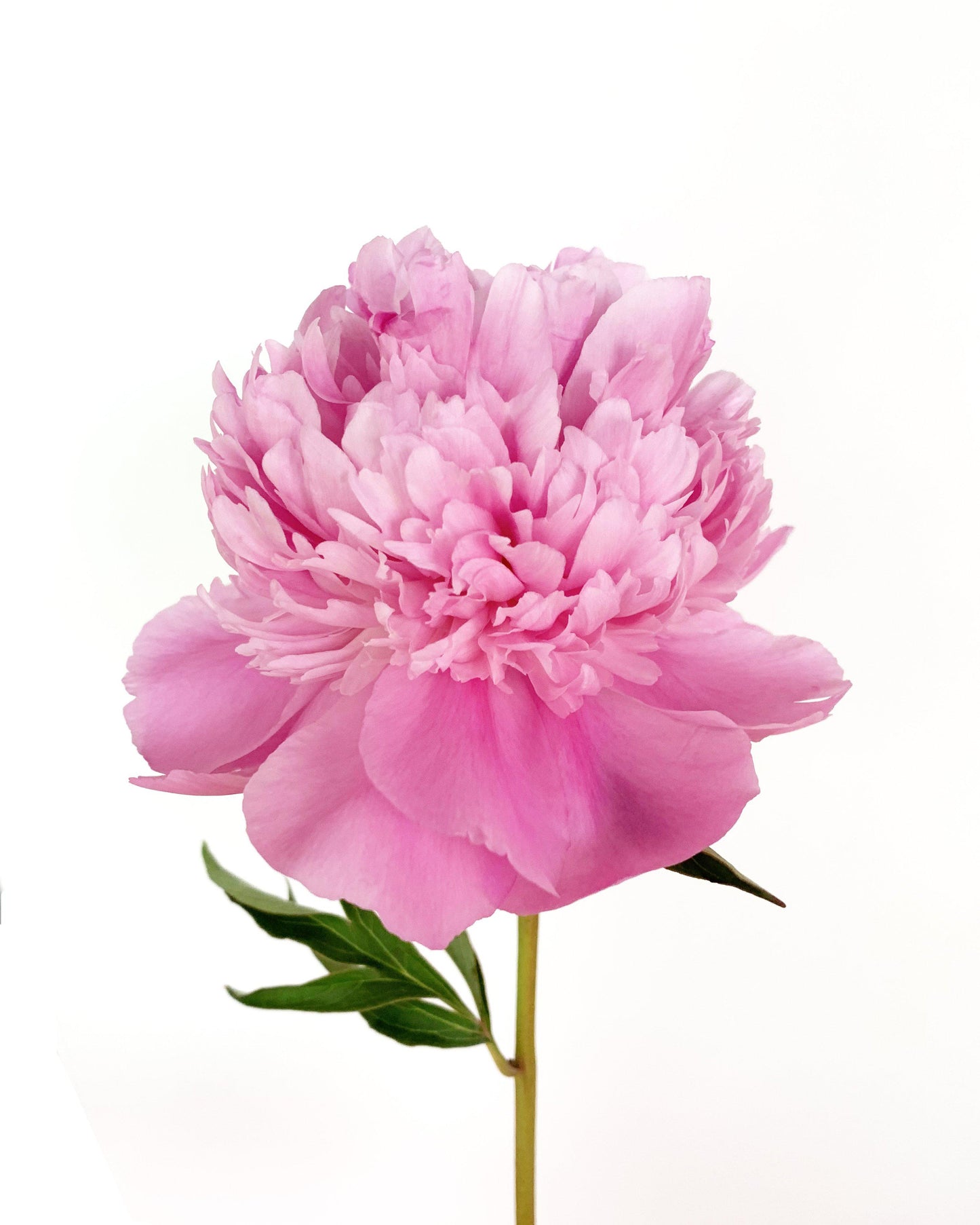 Peonies earrings - Amaria Studio