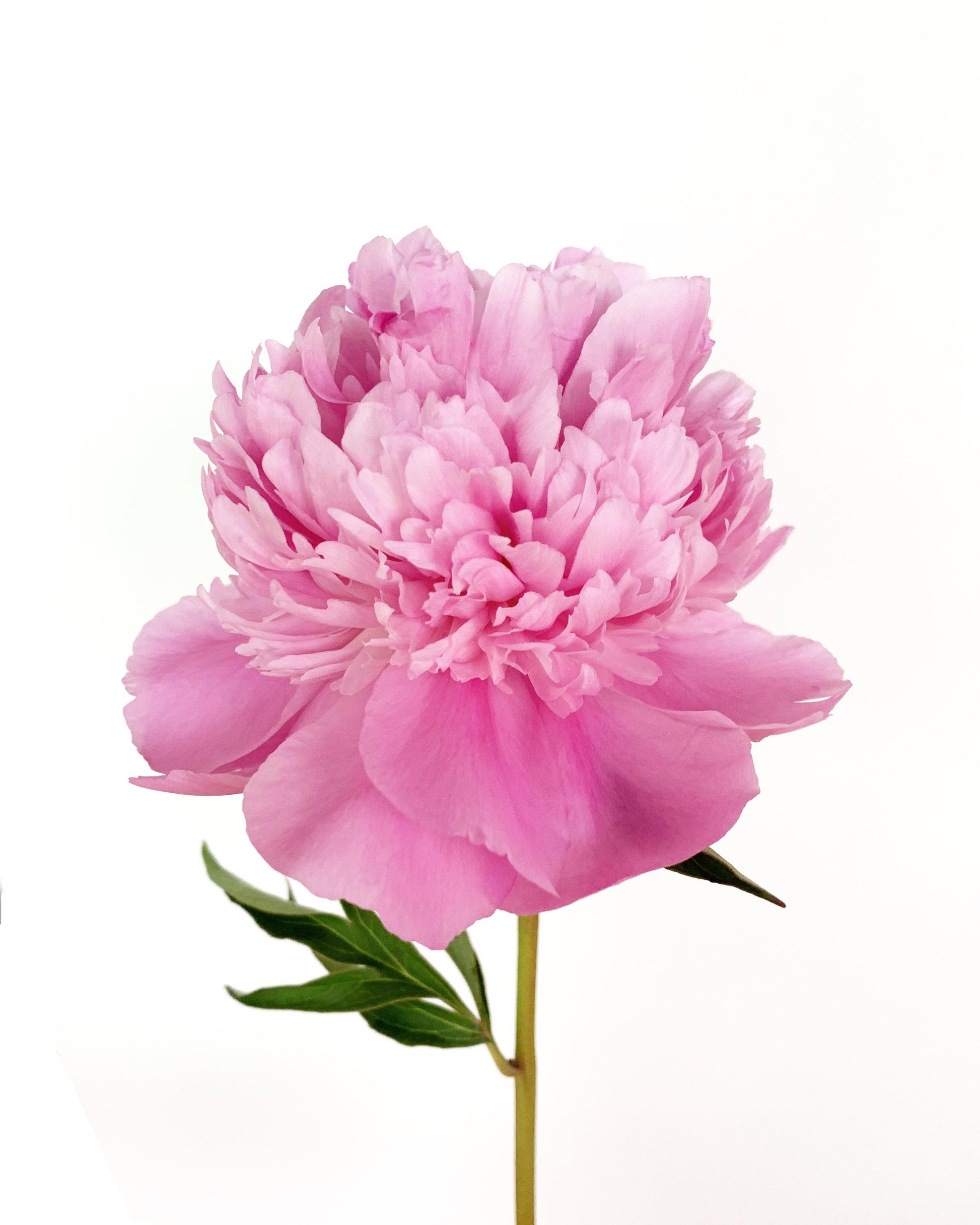 Peonies earrings - Amaria Studio